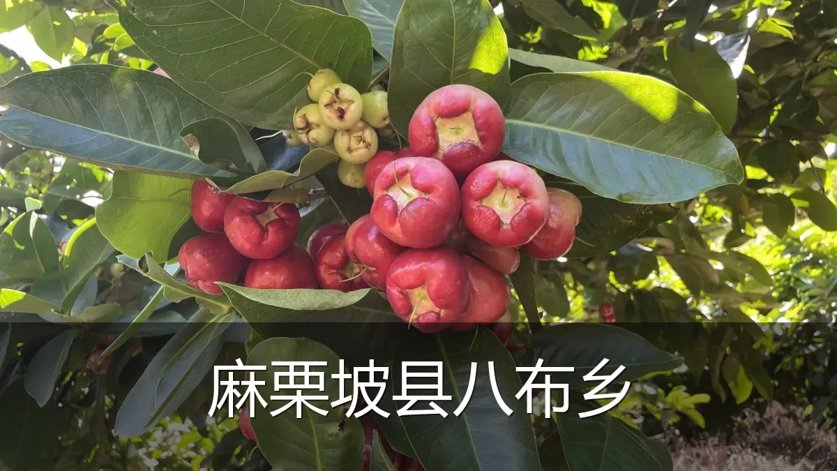 麻栗坡县八布乡
